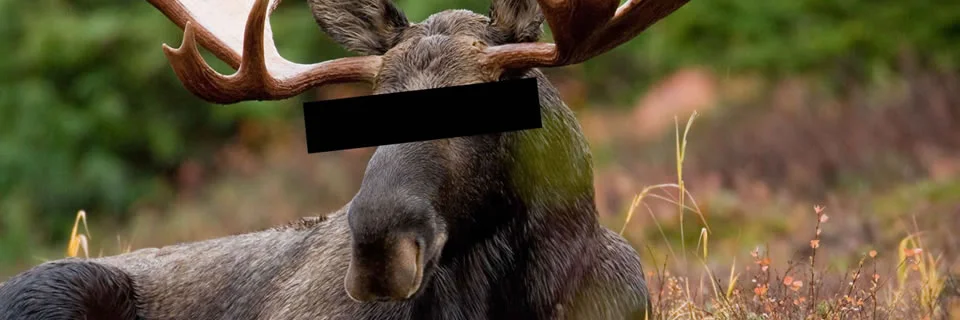 The AnonyMoose Files banner